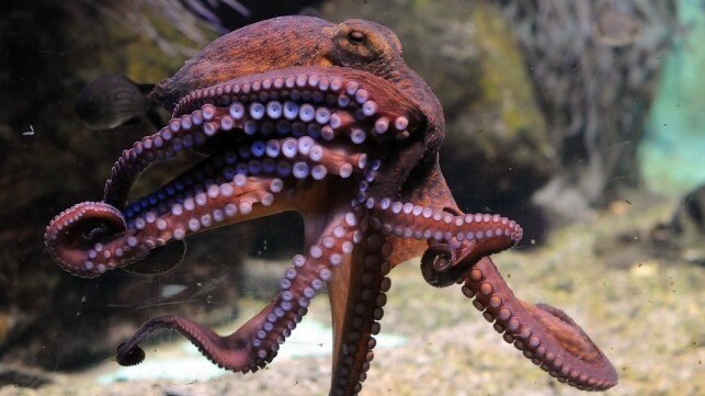 File image courtesy Joachim S. Muller / CC BY